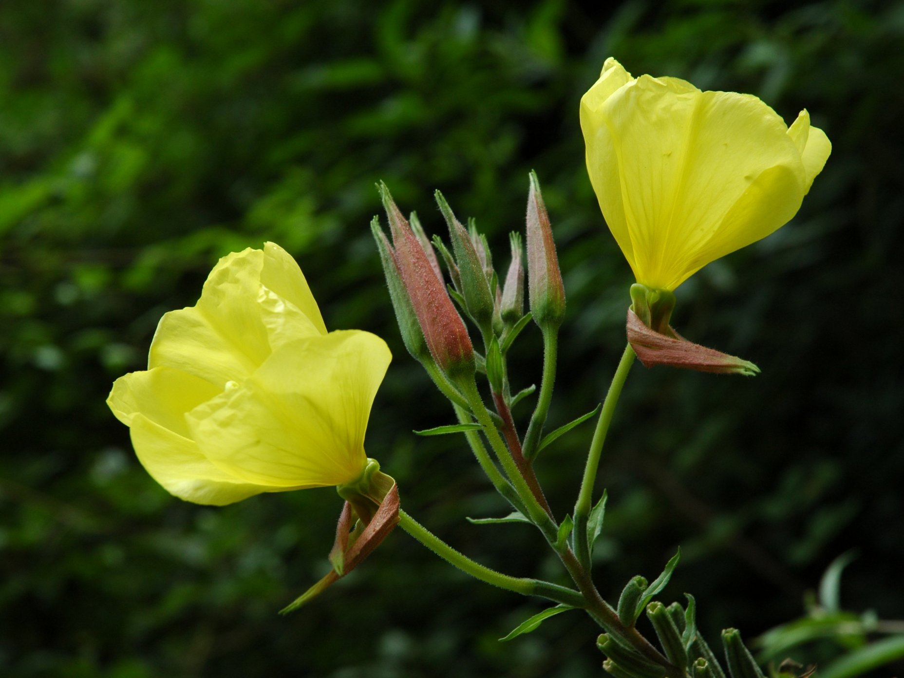Oenothera glazioviana (=Oenothera erythrosepala)